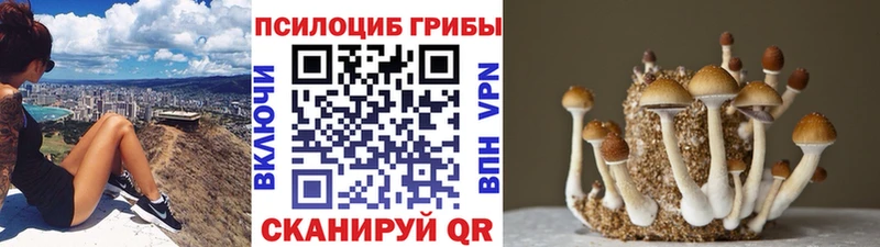 Купить где  Кудрово  Галлюциногенные грибы Cubensis 